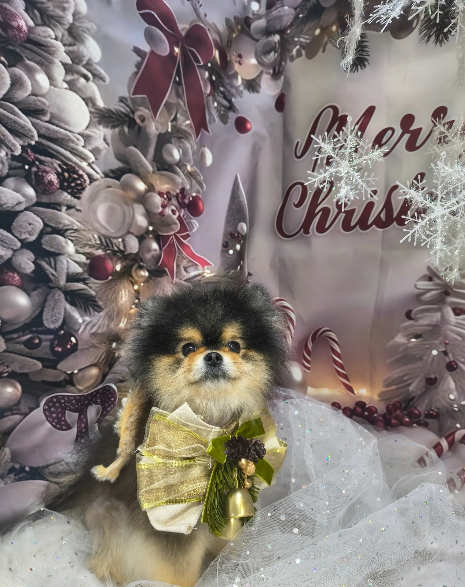 ラズベリーちゃん