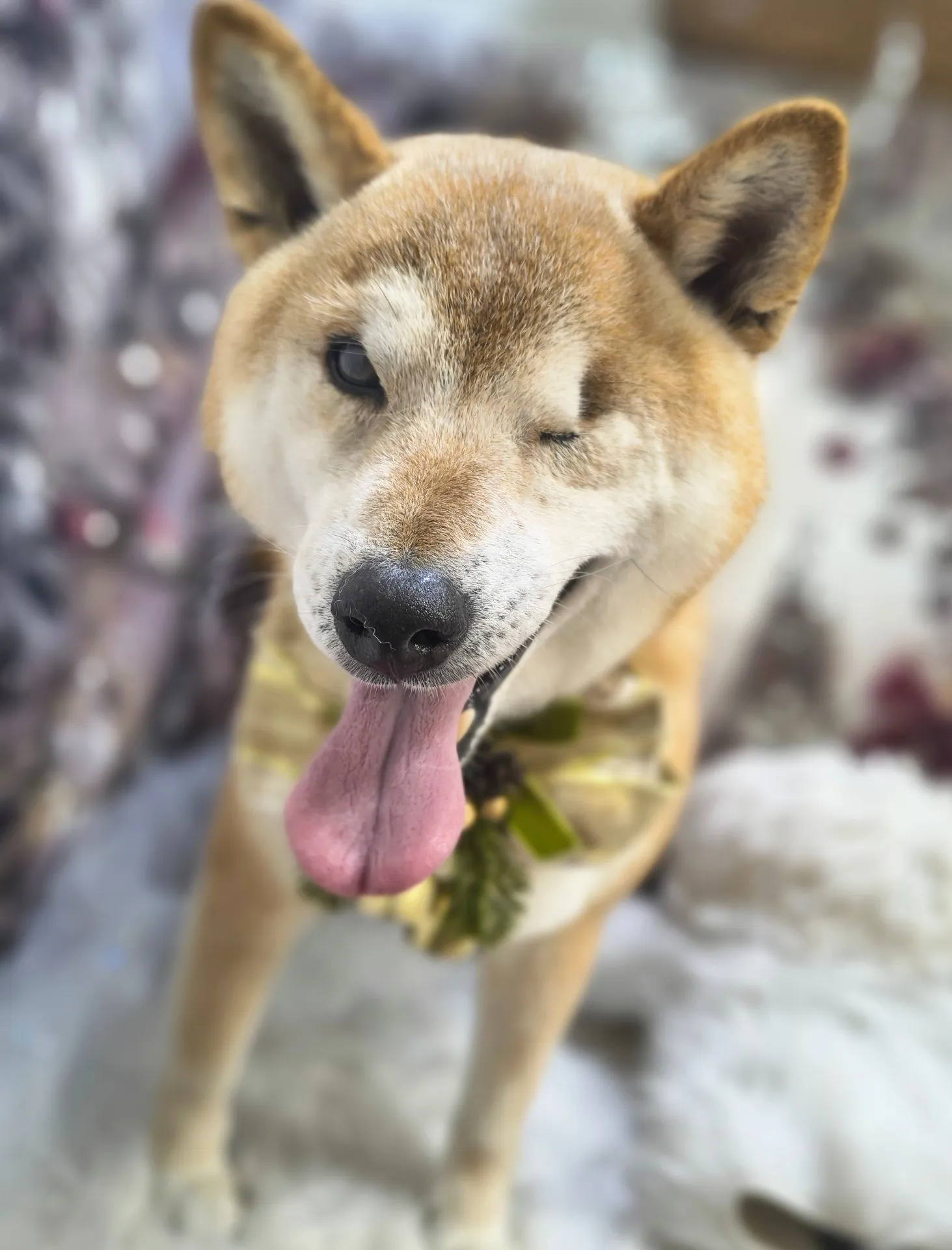 マルノスケくん