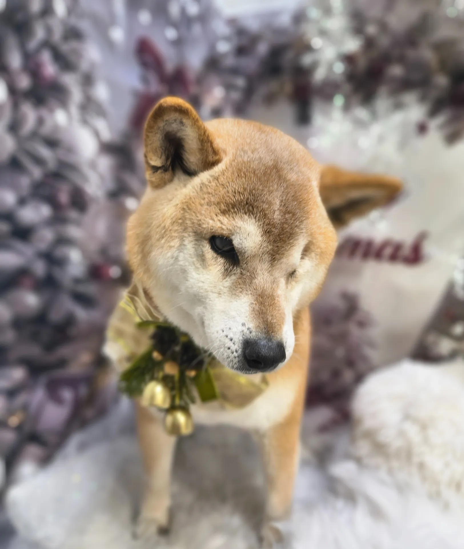 マルノスケくん