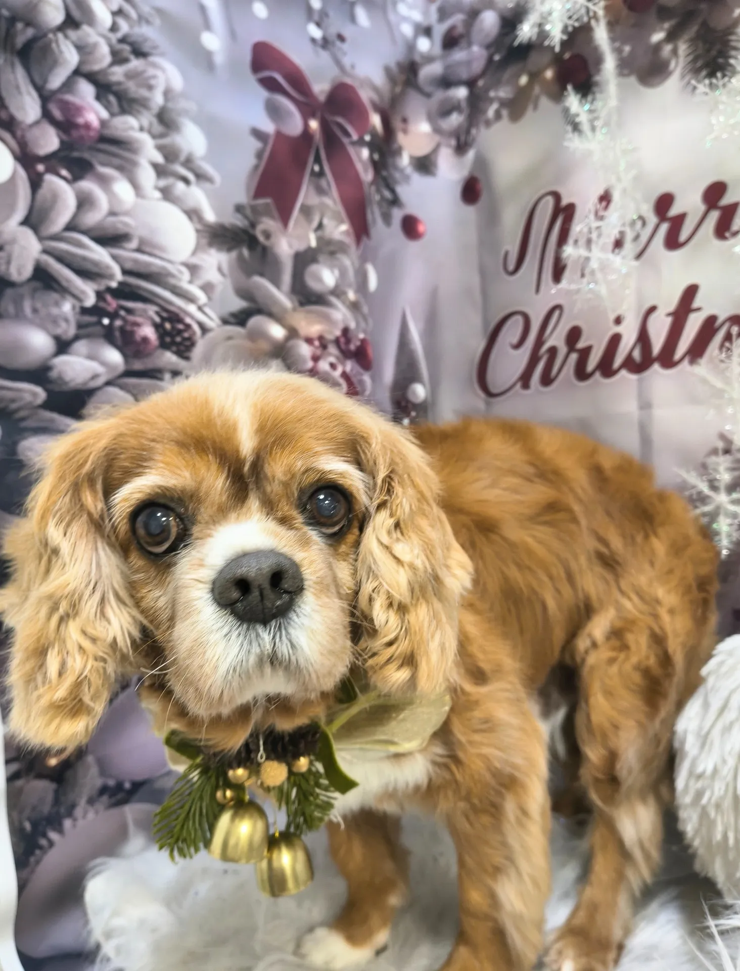 チャチャマルくん