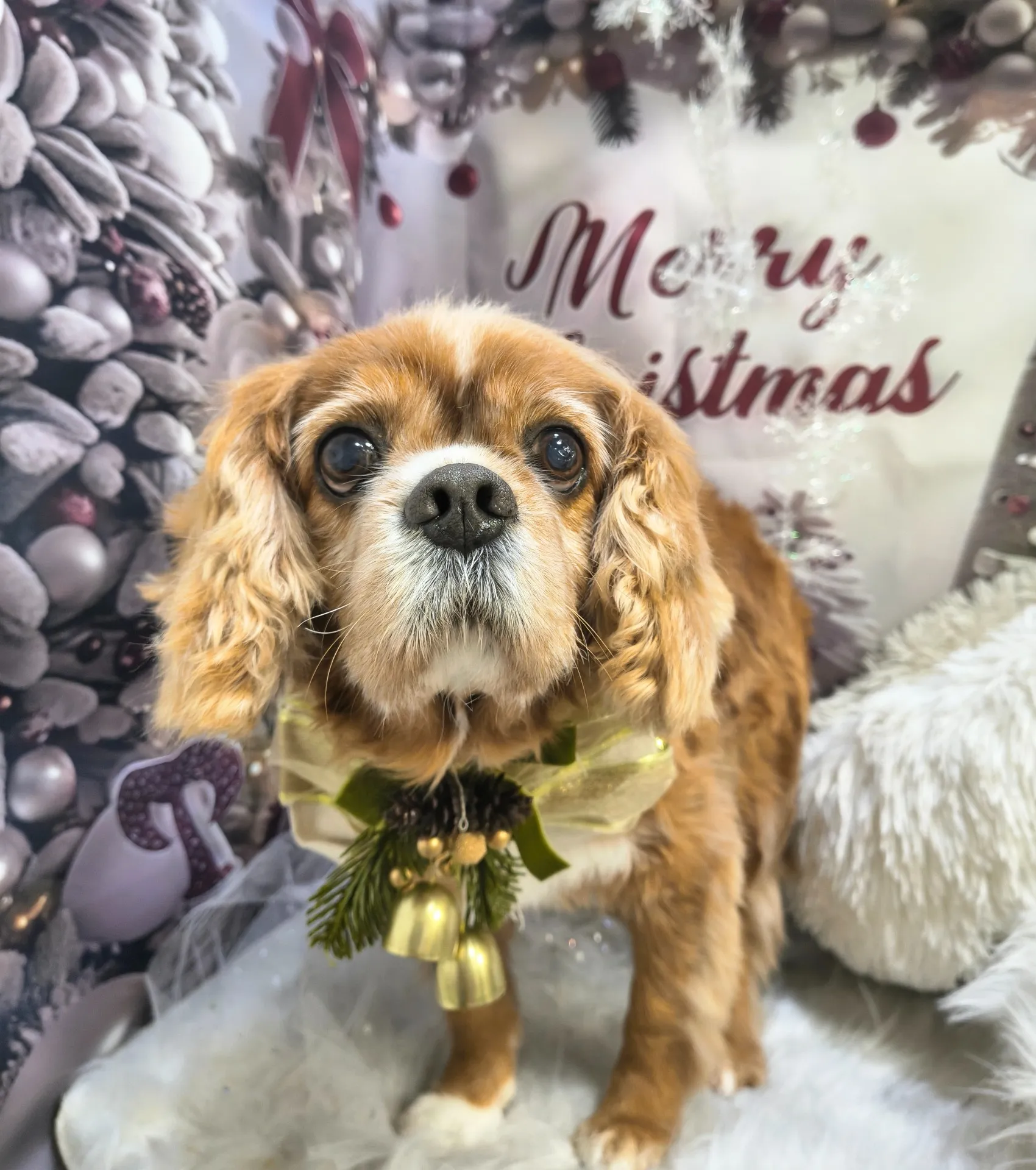 チャチャマルくん