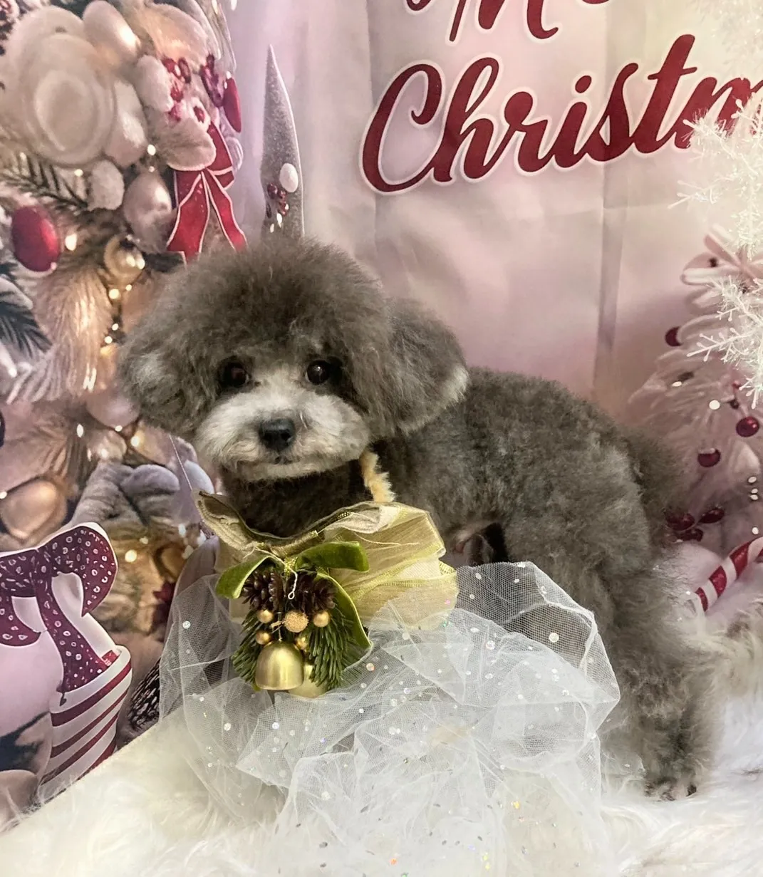 コバヤシネンジくん