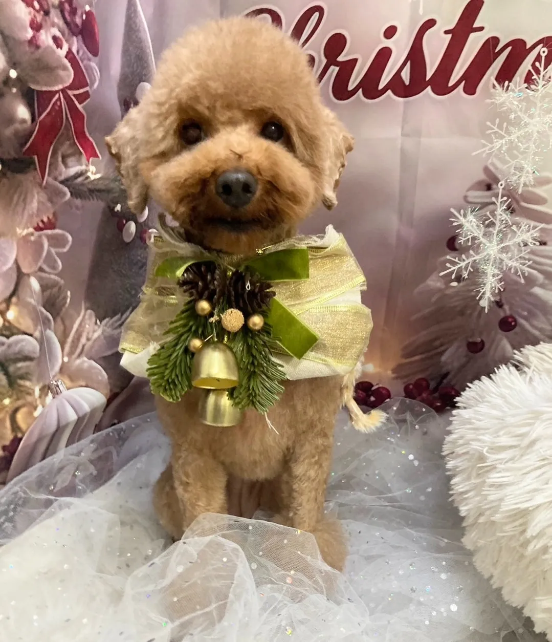 ヤマムラモミジちゃん