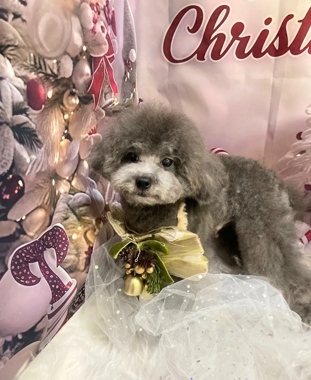 コバヤシネンジくん