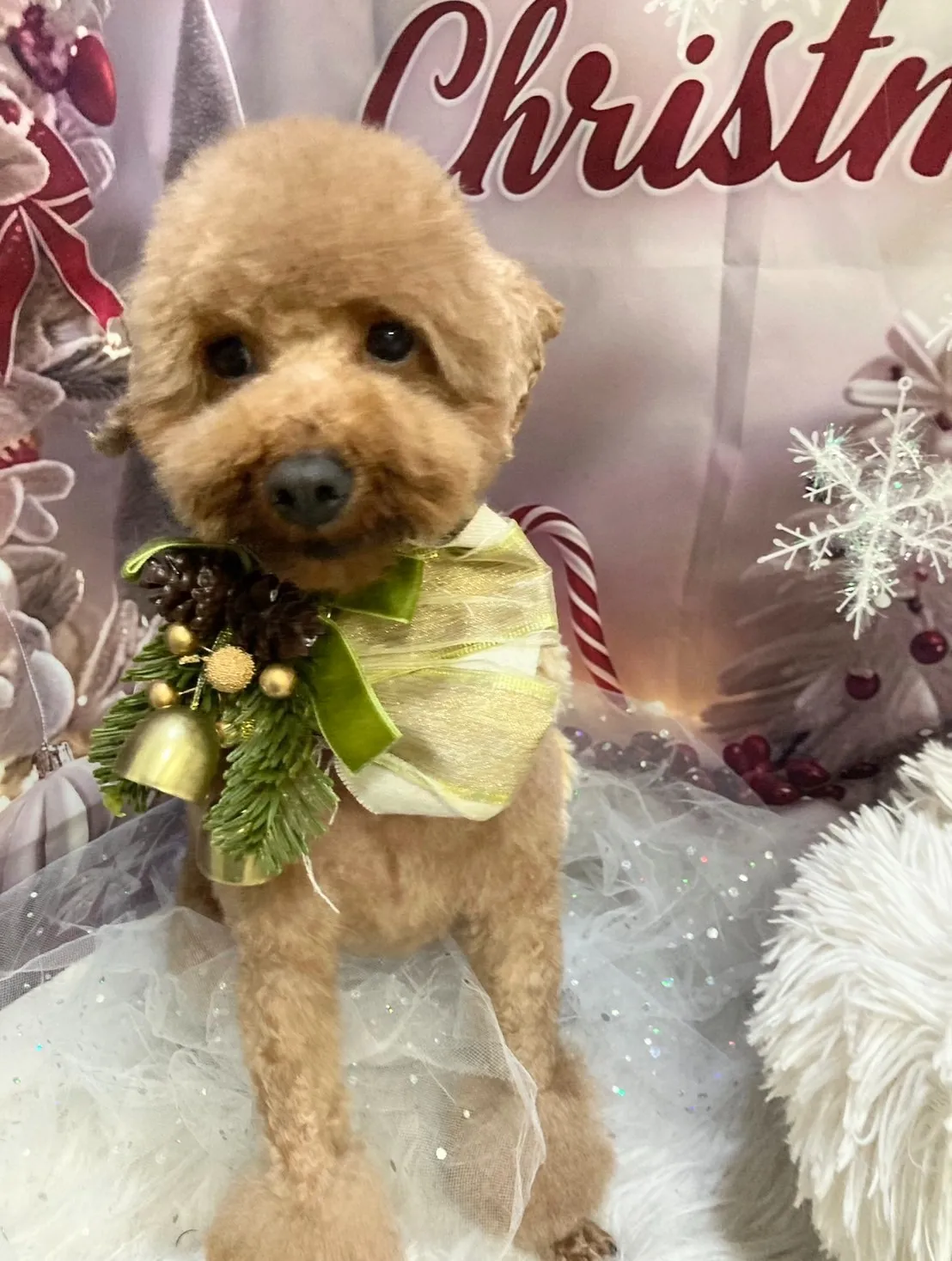 ヤマムラモミジちゃん