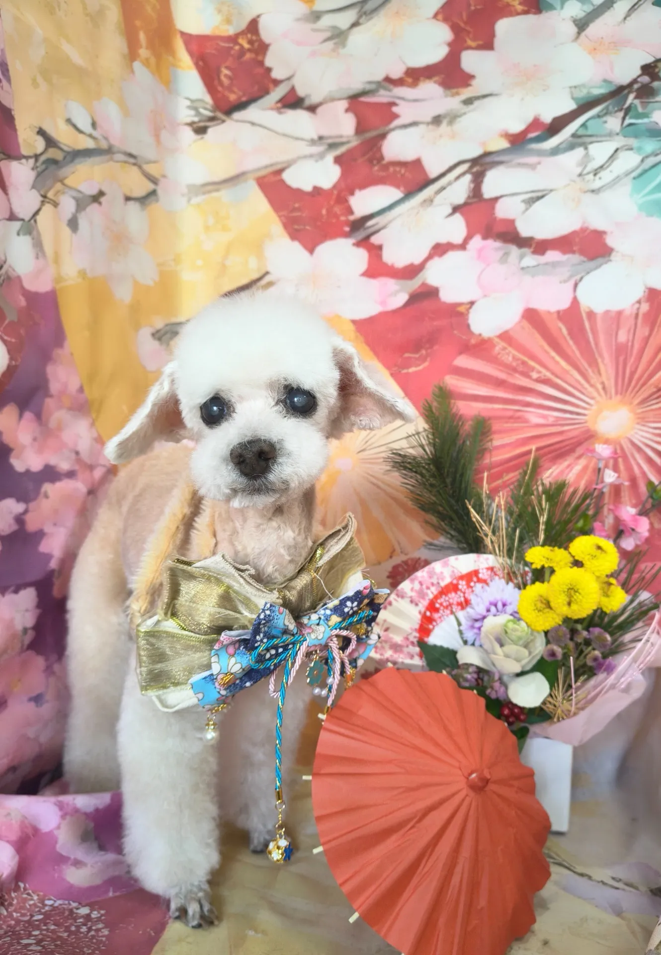 シフォンちゃん