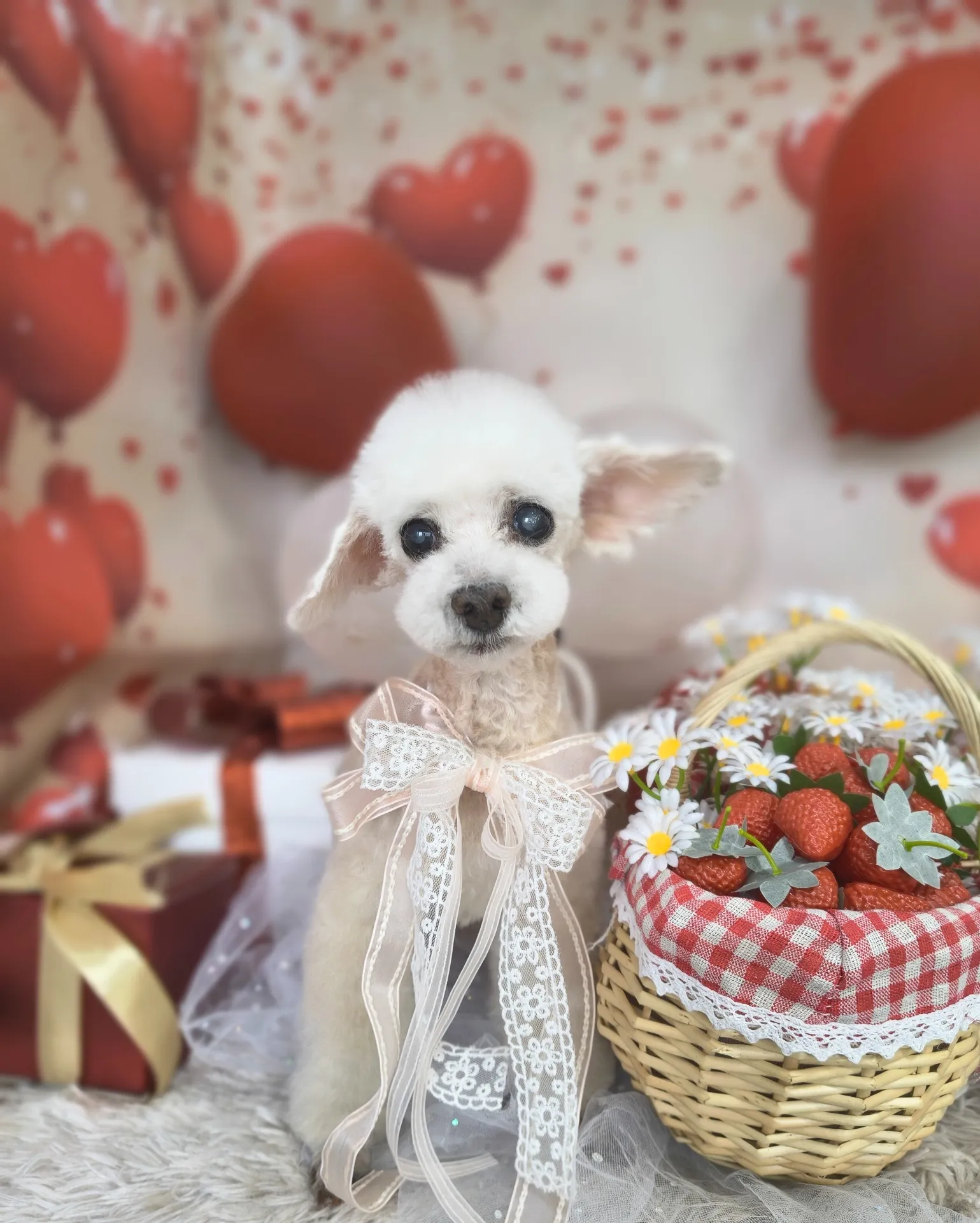 シフォンちゃん