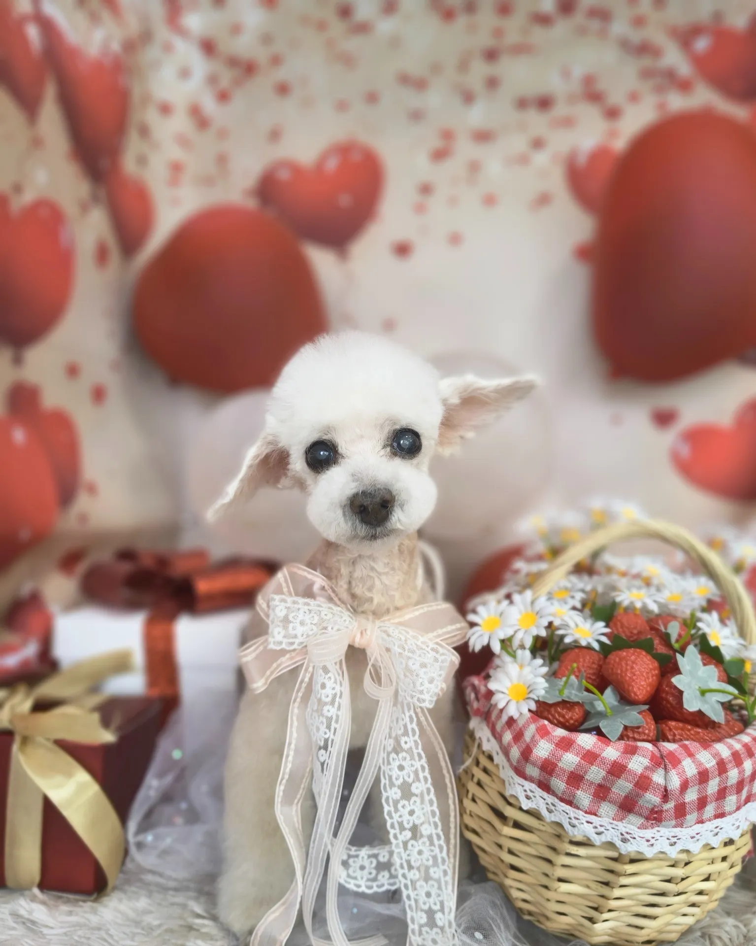 シフォンちゃん