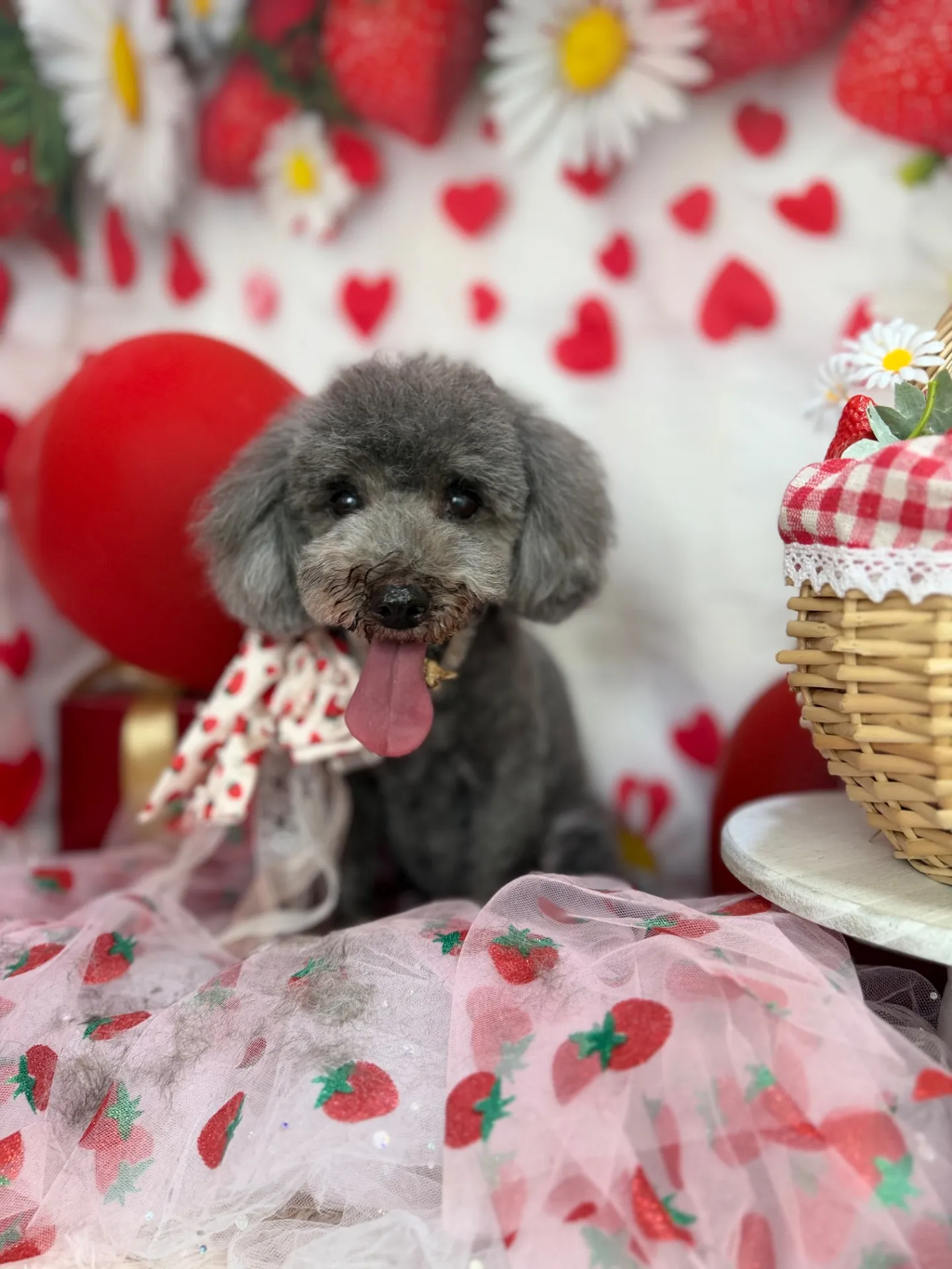 シャンティちゃん