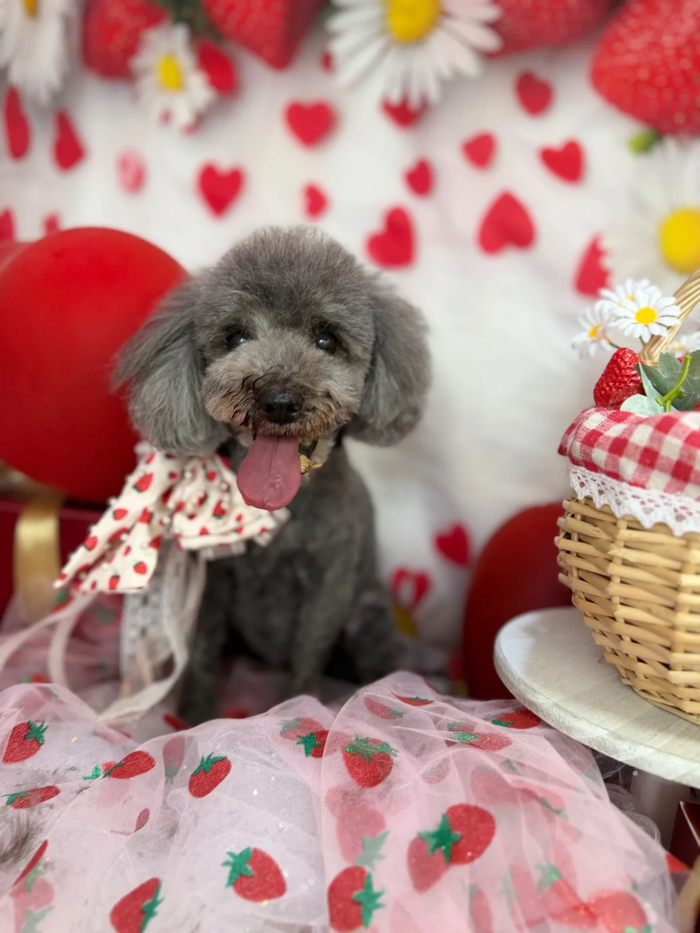 シャンティちゃん