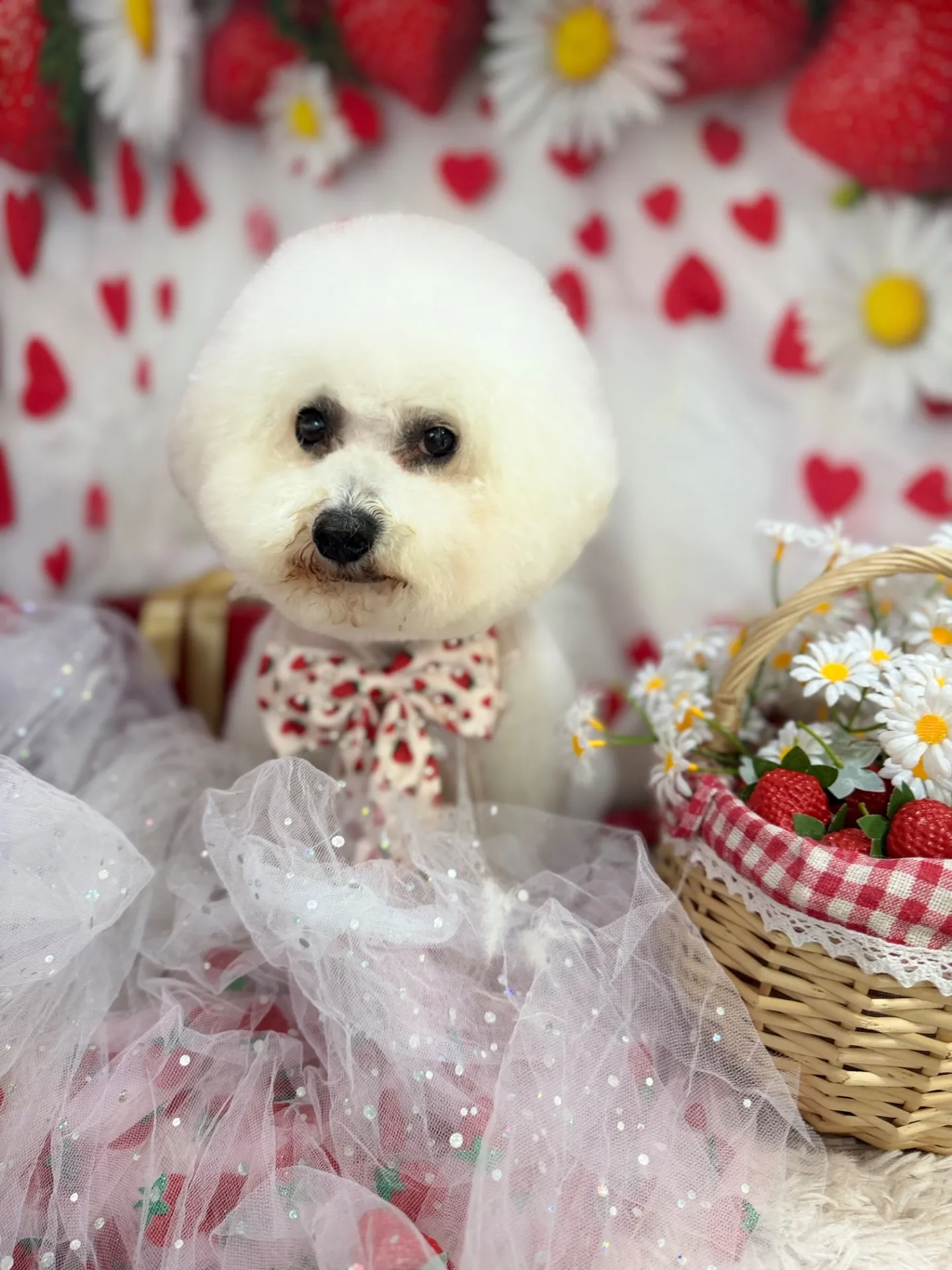 パンプキンちゃん