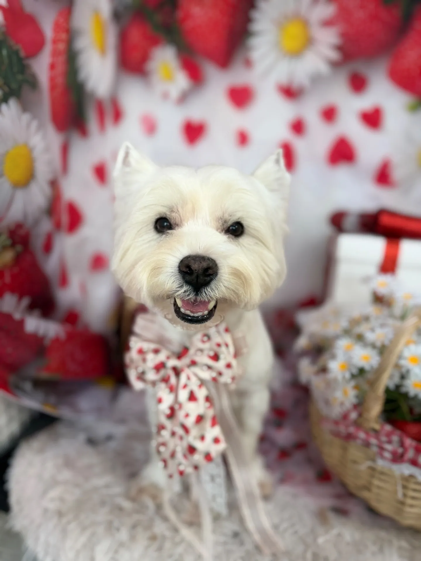 ラッキーちゃん