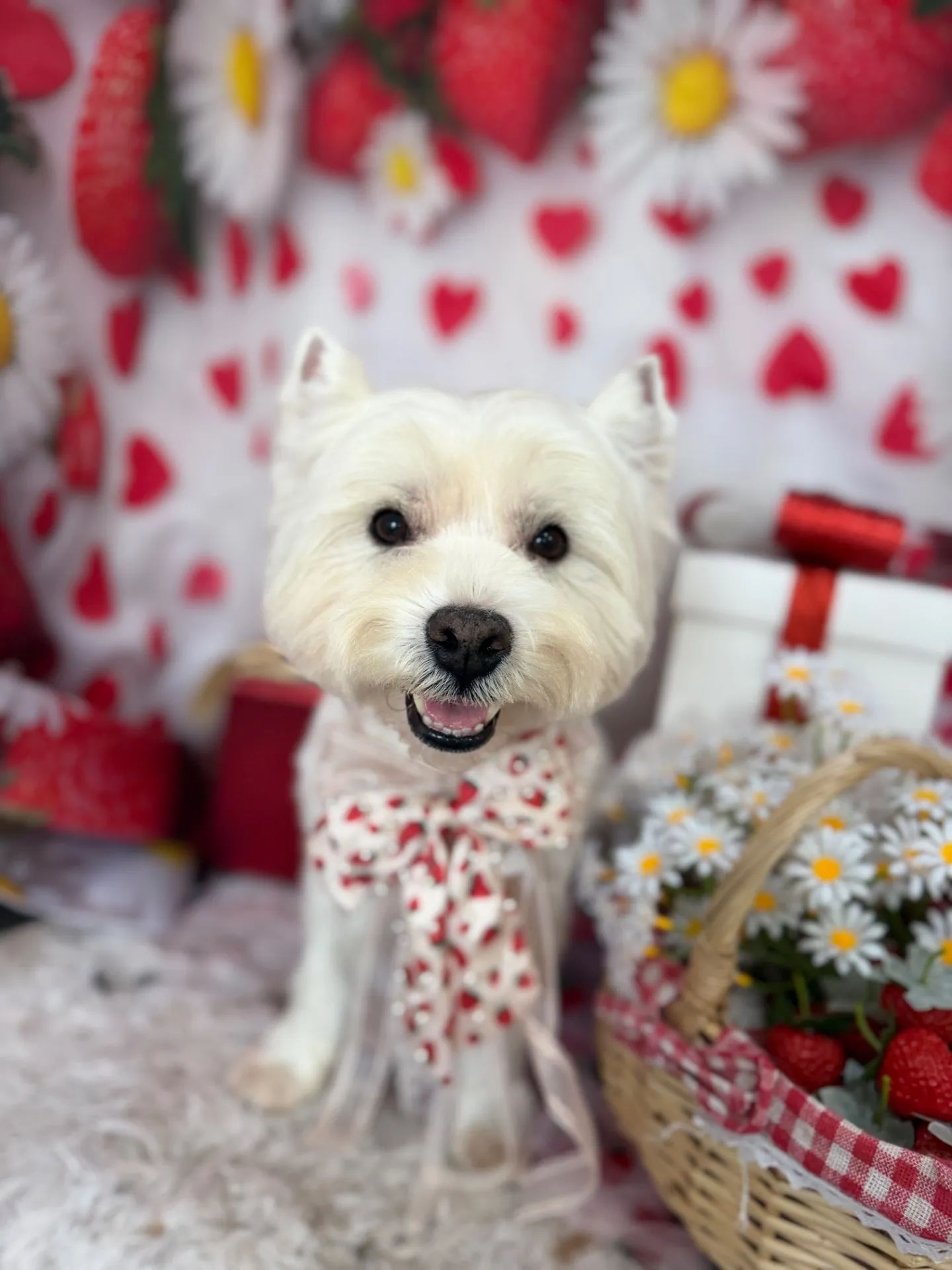 ラッキーちゃん