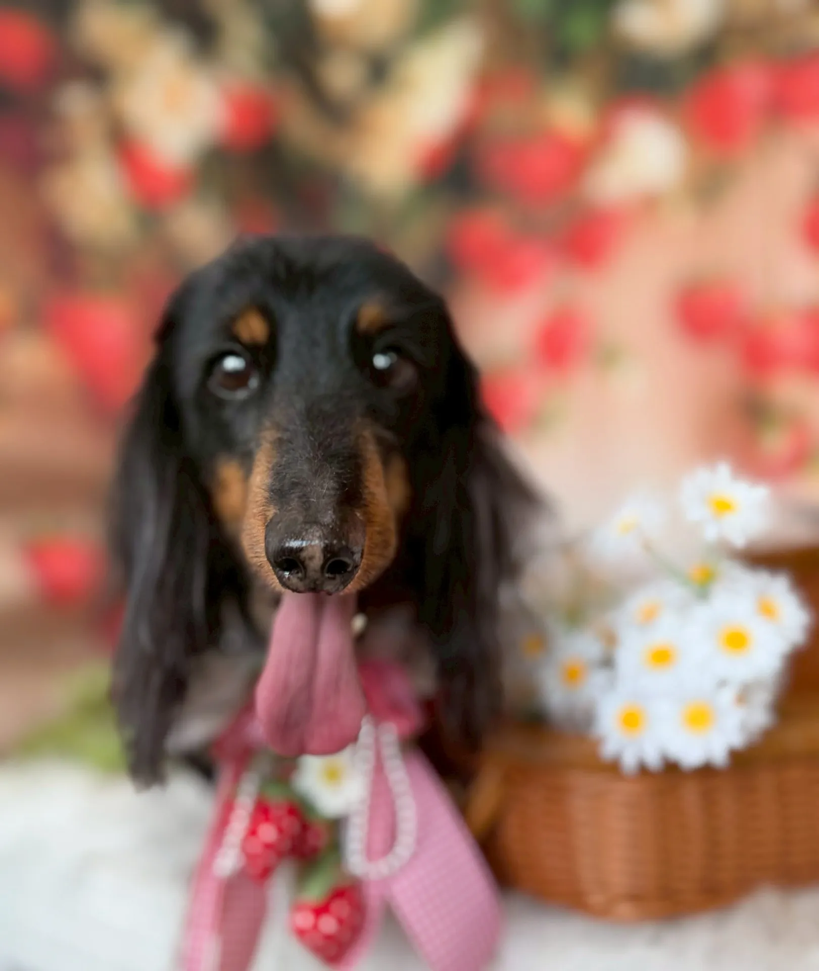 モモタロウくん