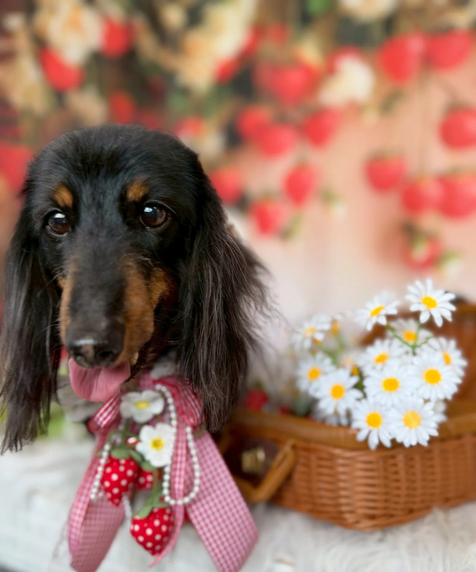 モモタロウくん