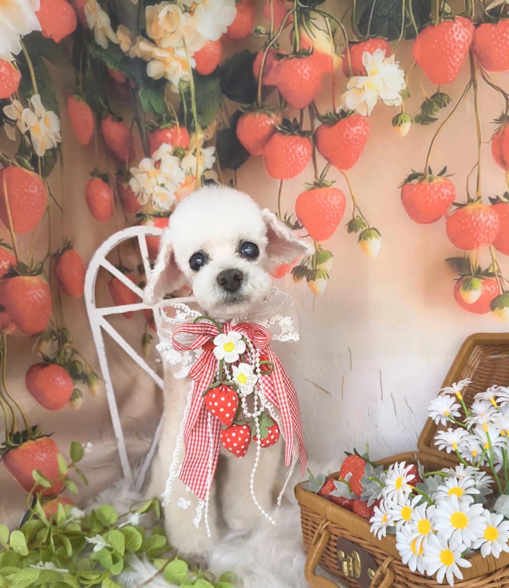 シフォンちゃん