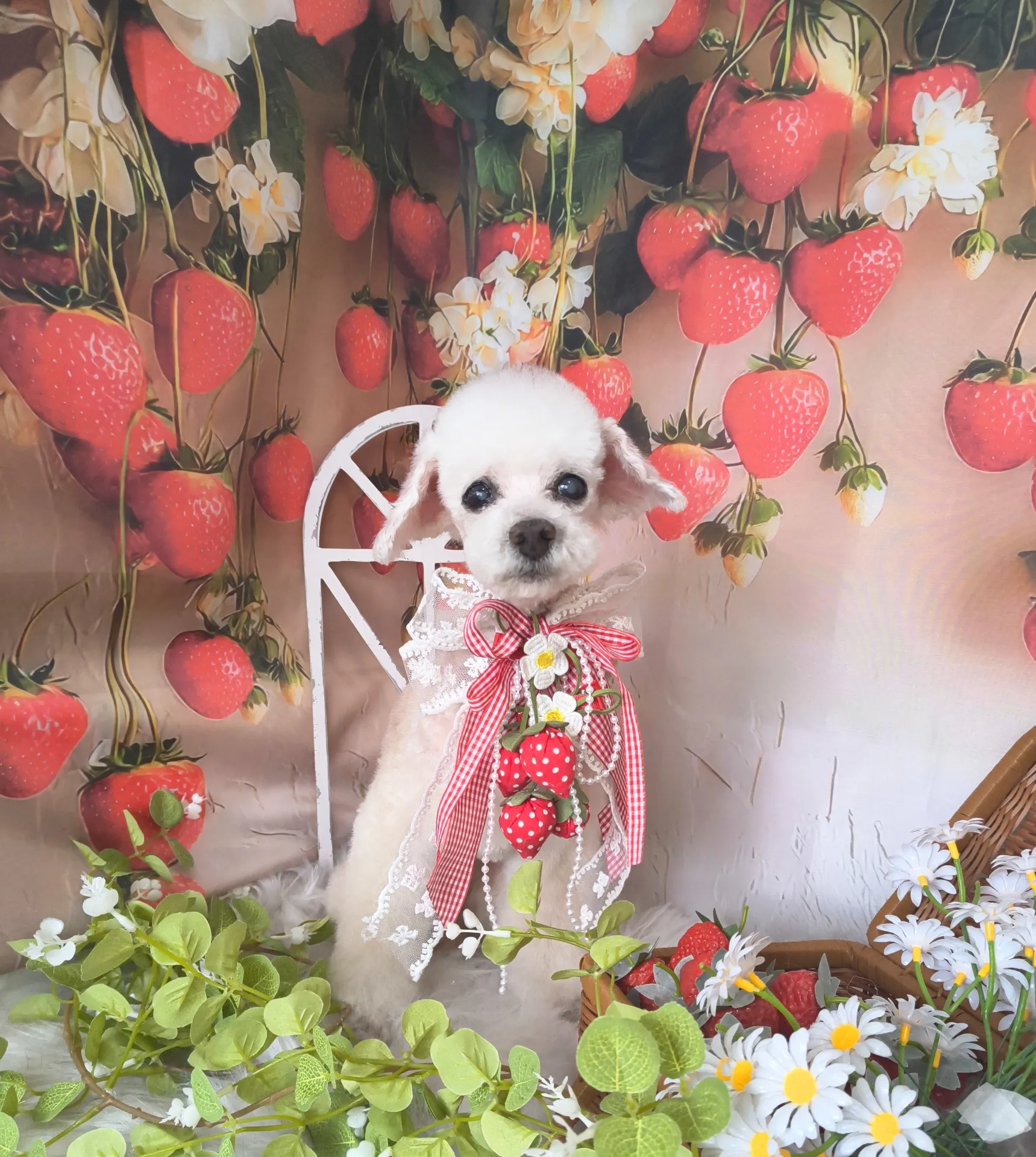 シフォンちゃん