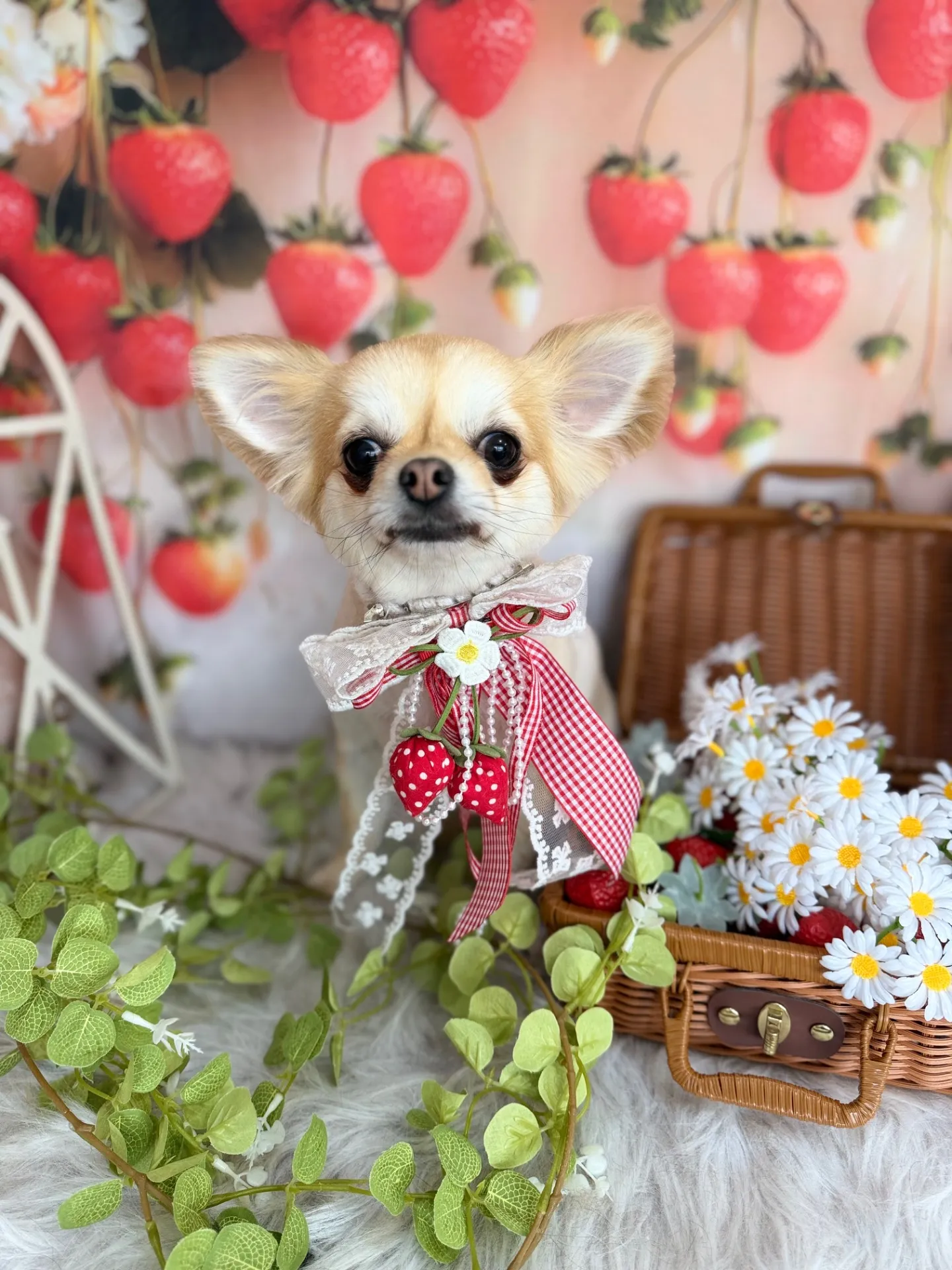ニコちゃん