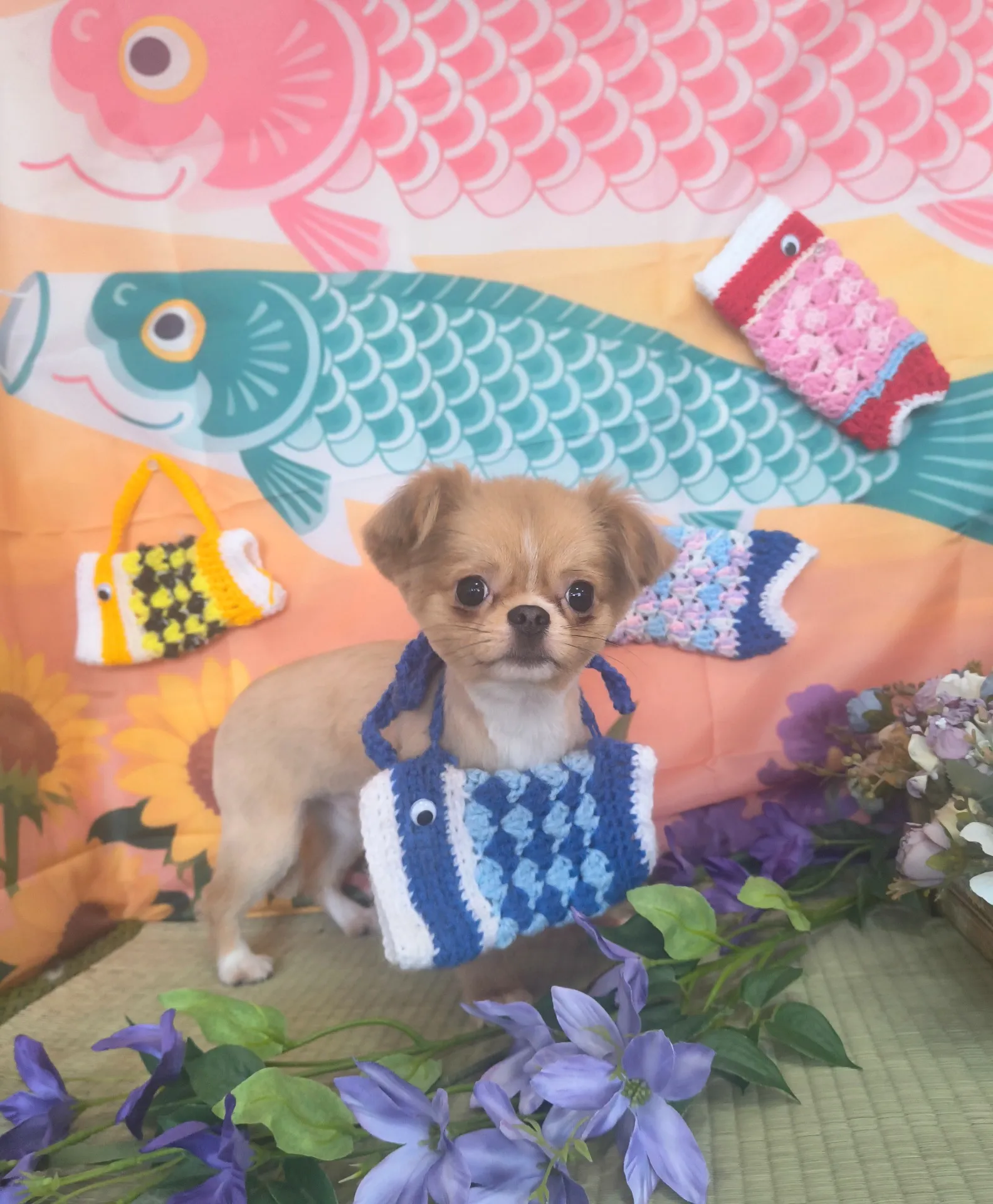 チャチャマルくん