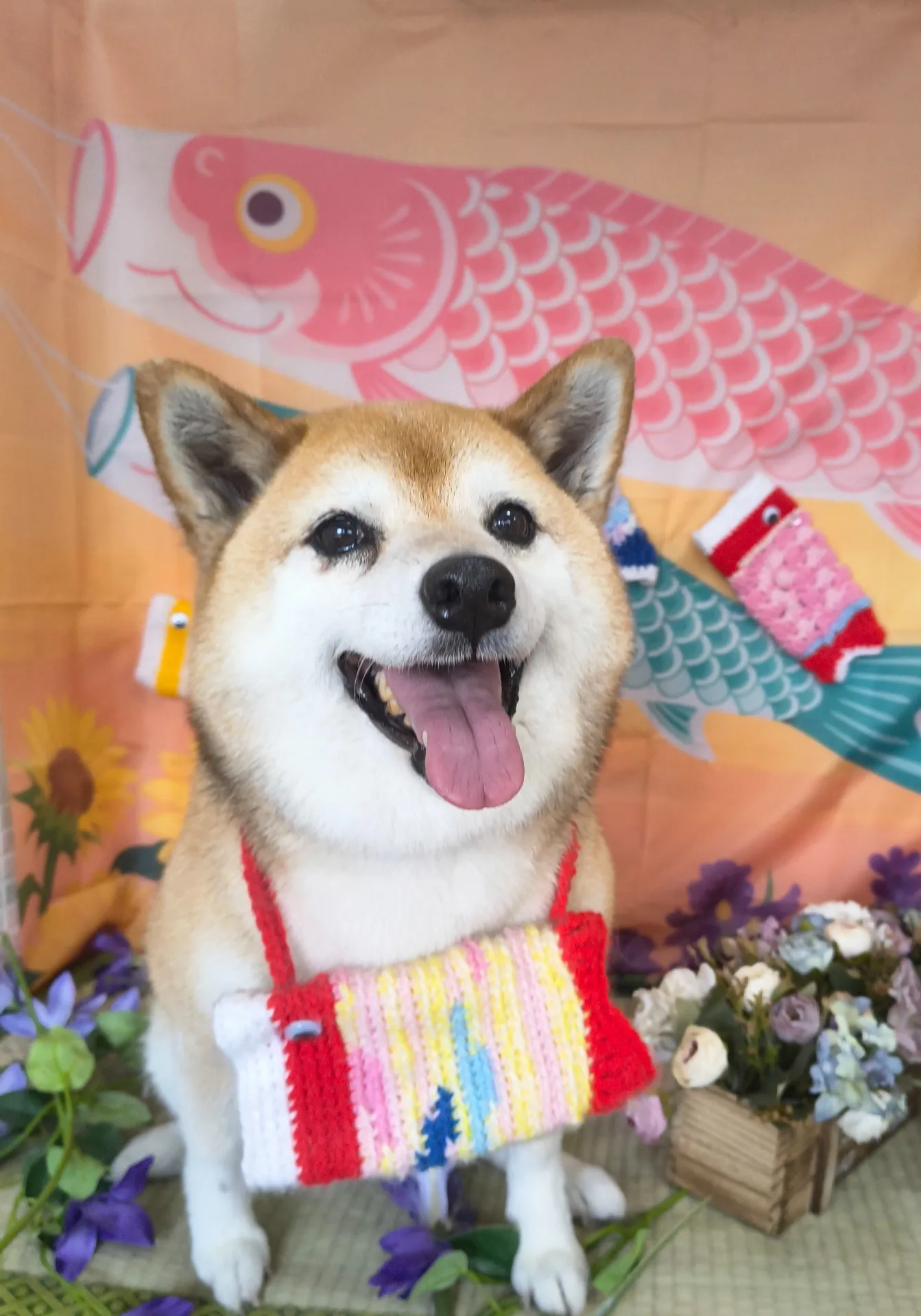 サクラちゃん