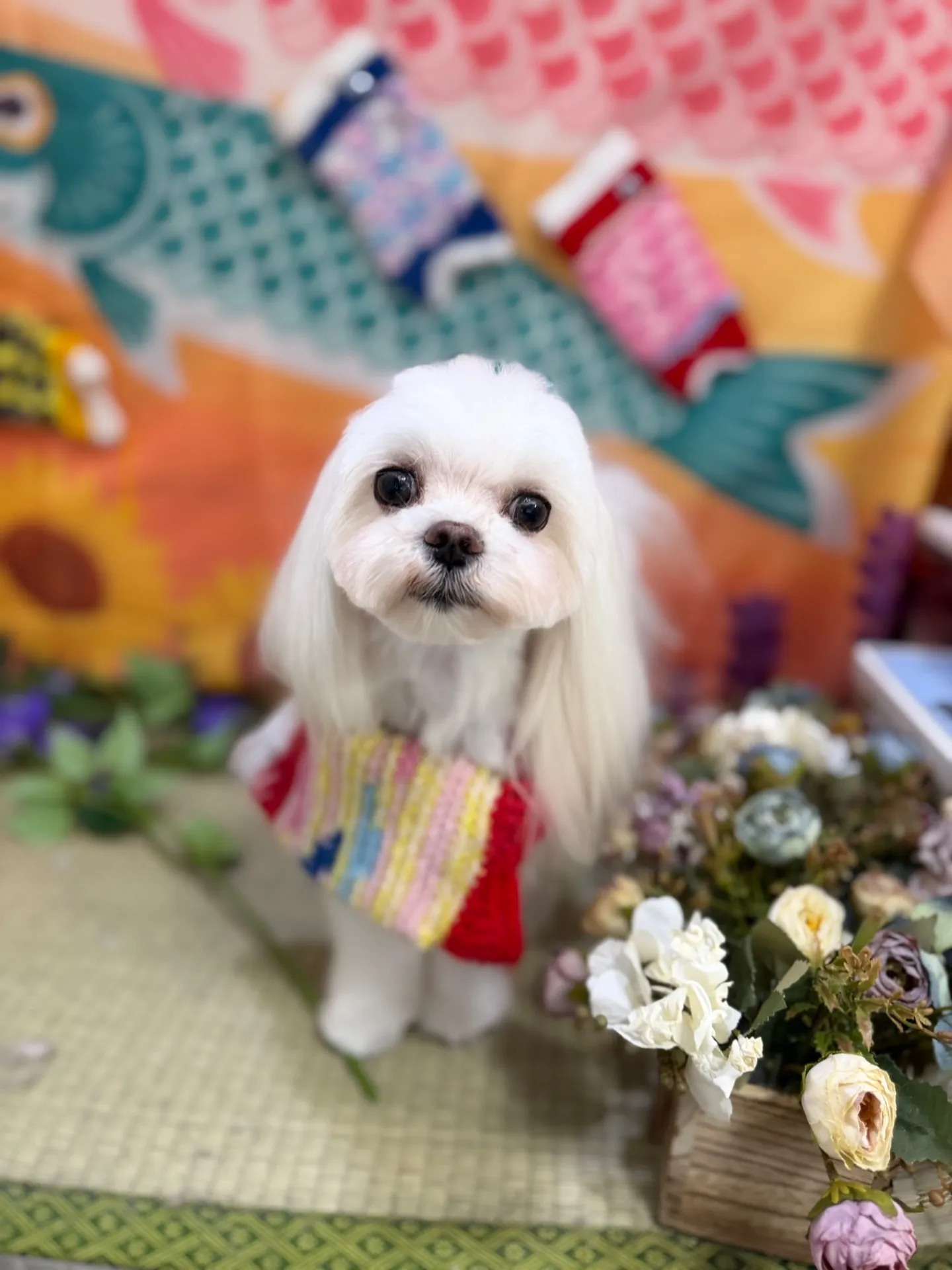 ロアちゃん
