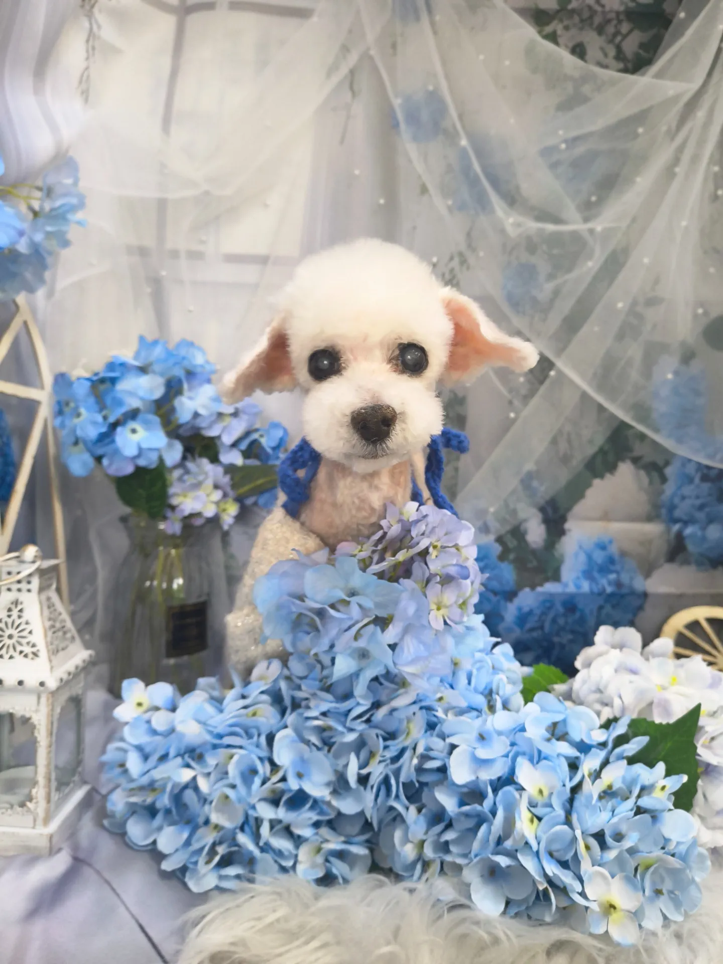 シフォンちゃん