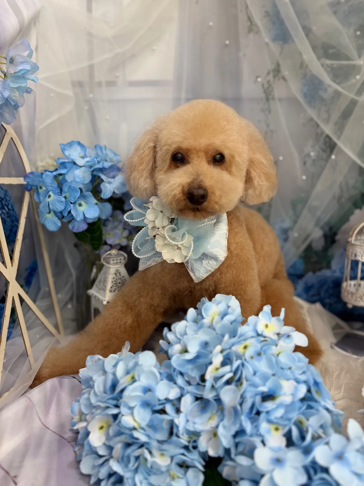 ギンちゃん