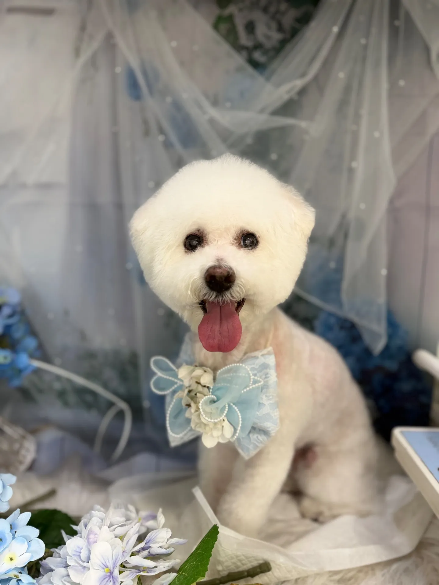シュシュちゃん
