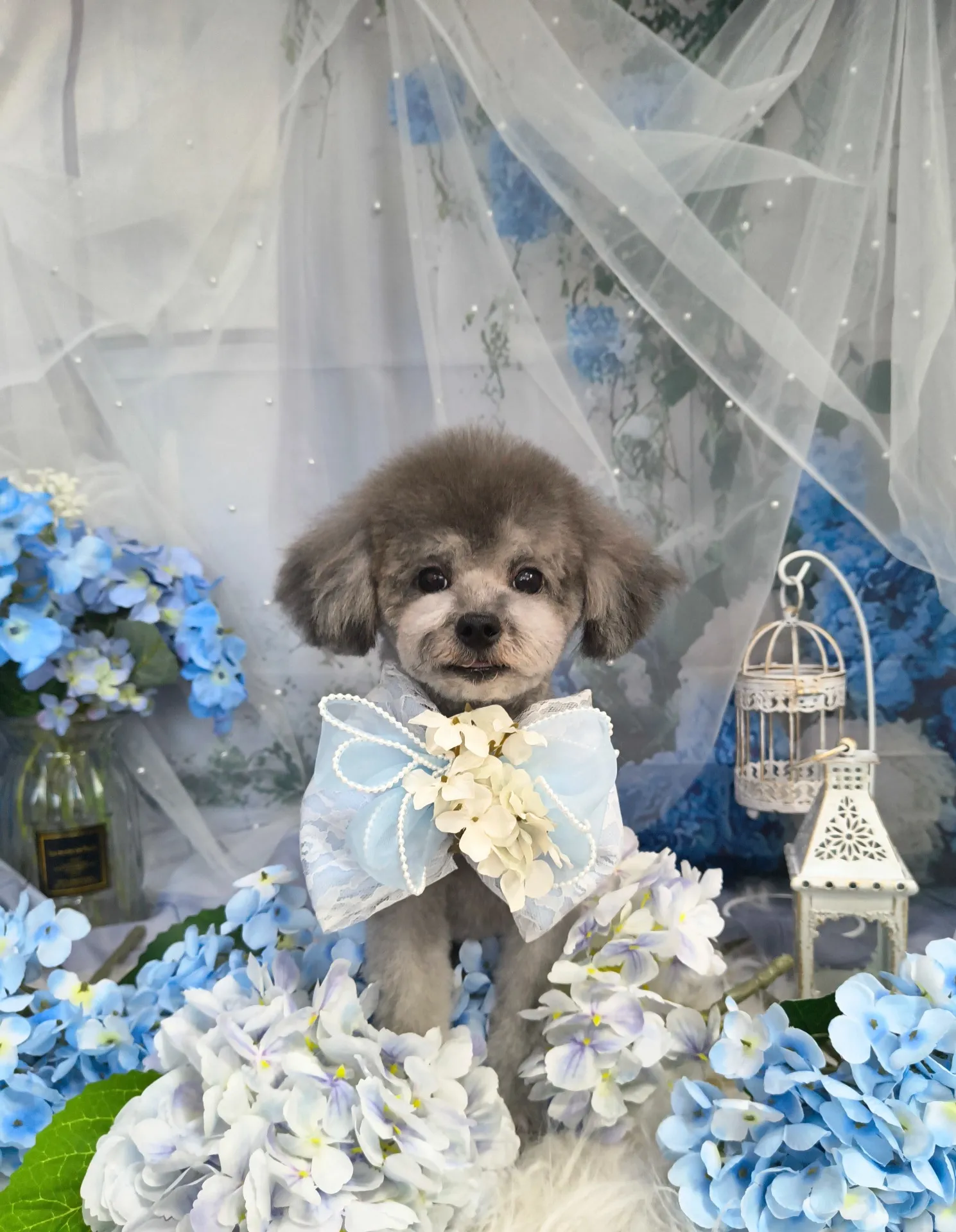 コバヤシネンジくん