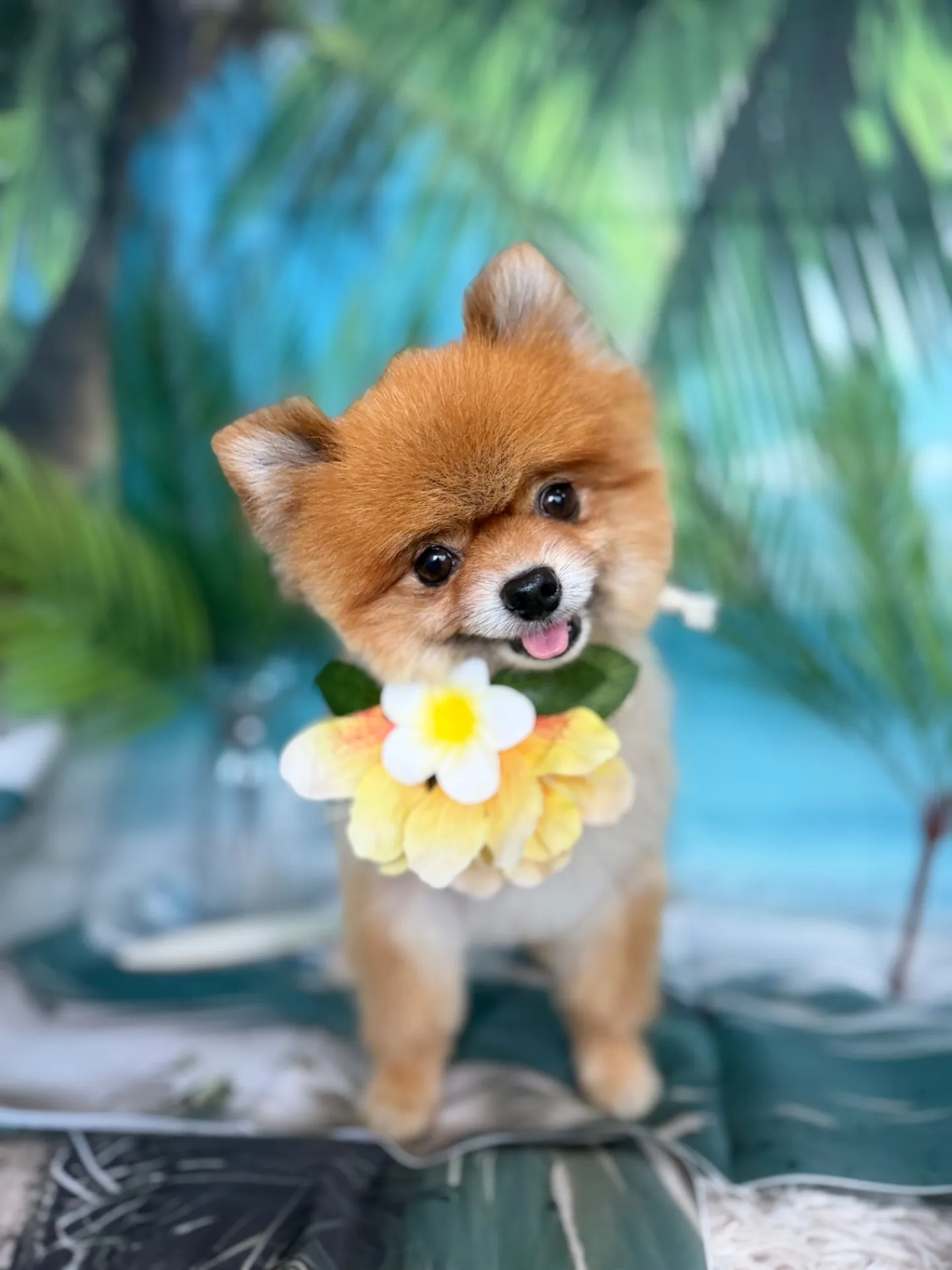 トモちゃん