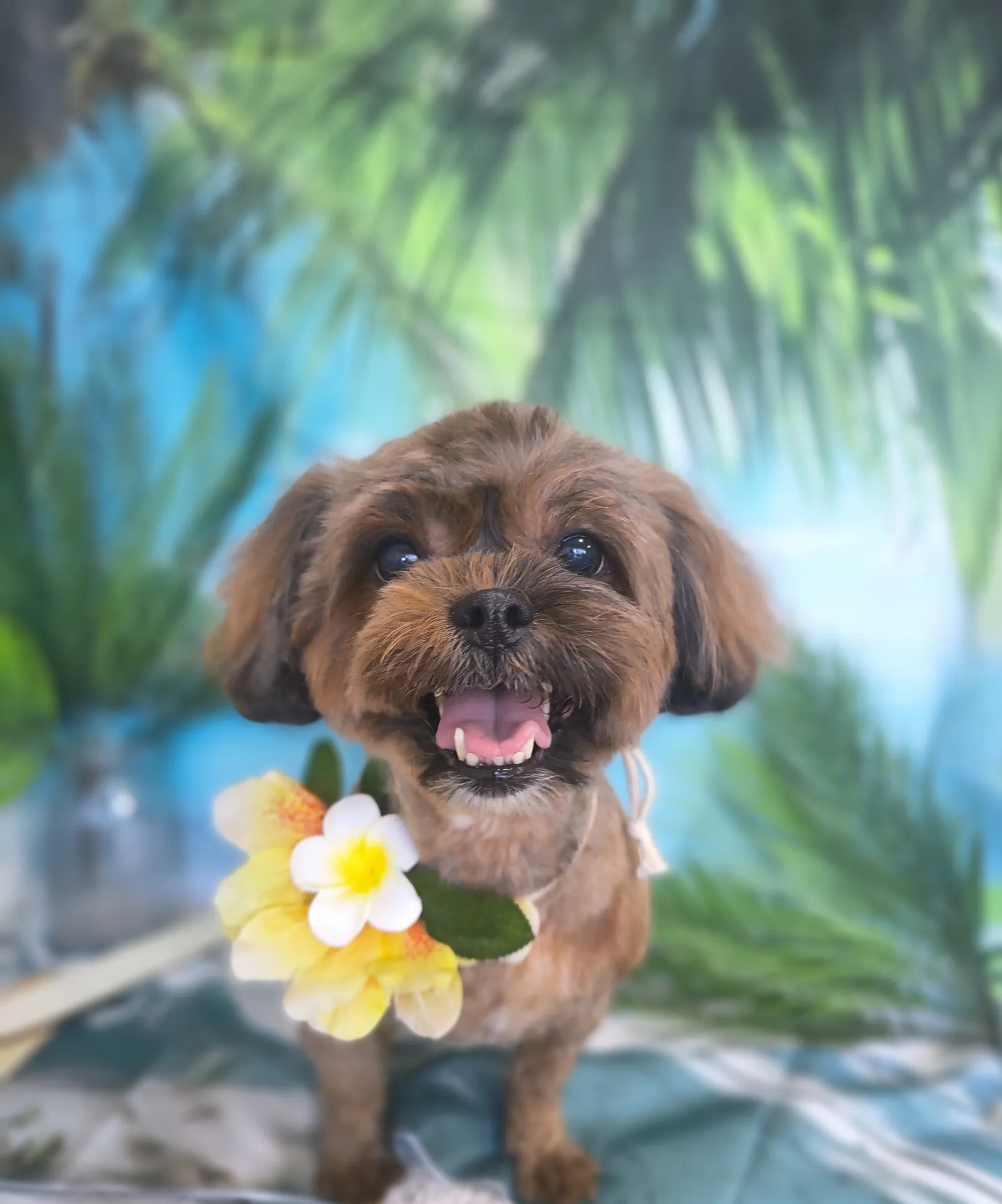 ココちゃん