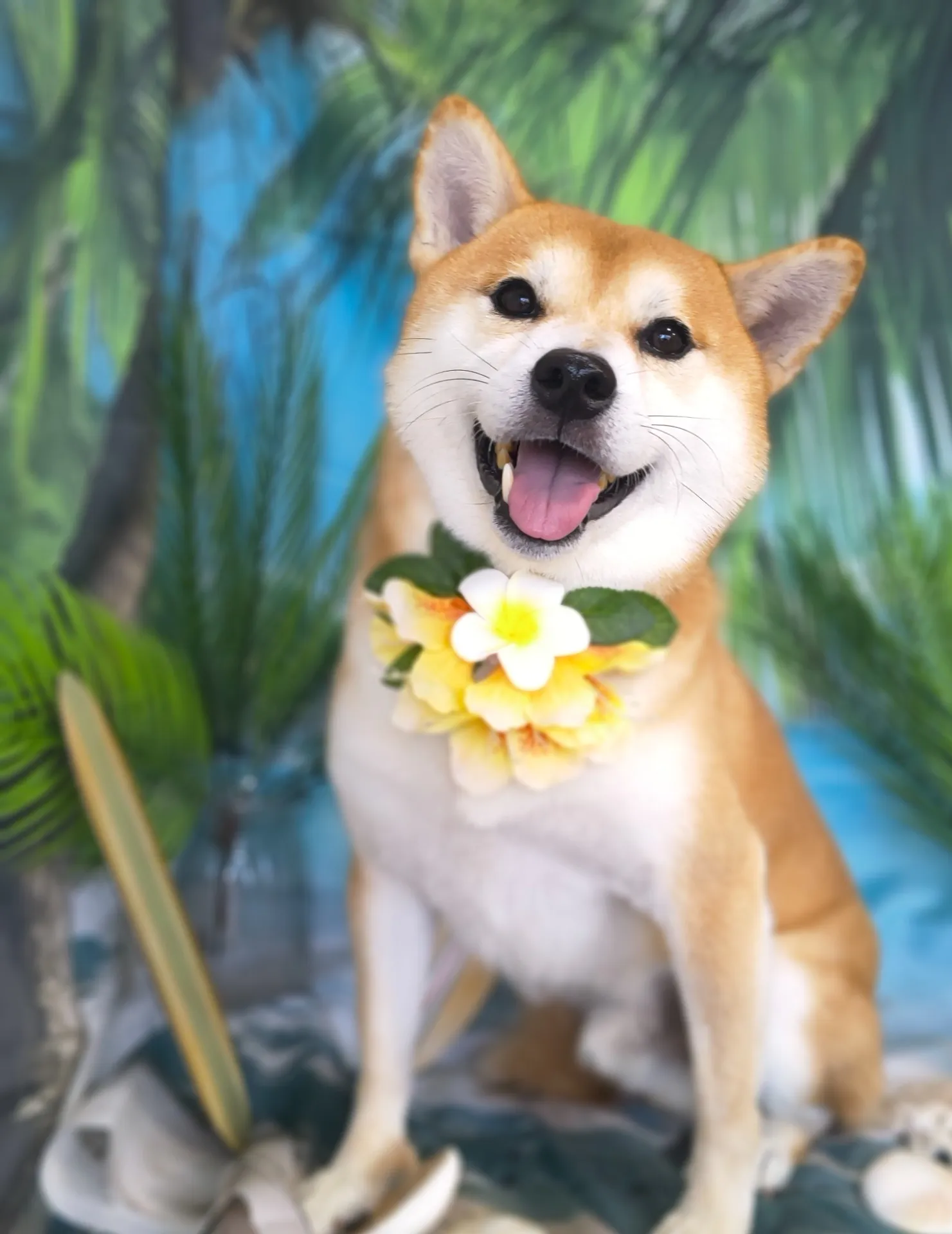 ニィちゃん