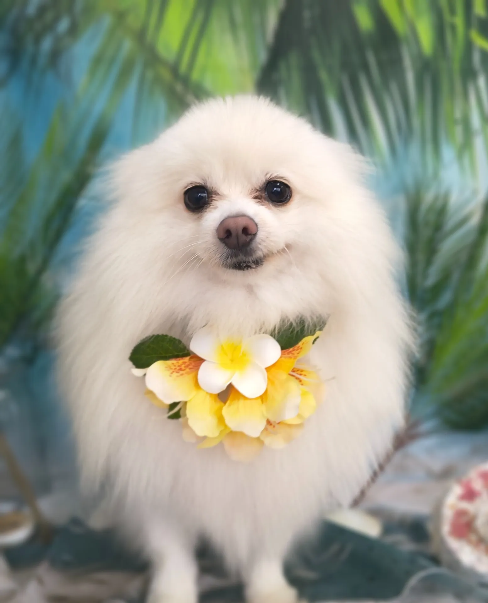 ユキくん