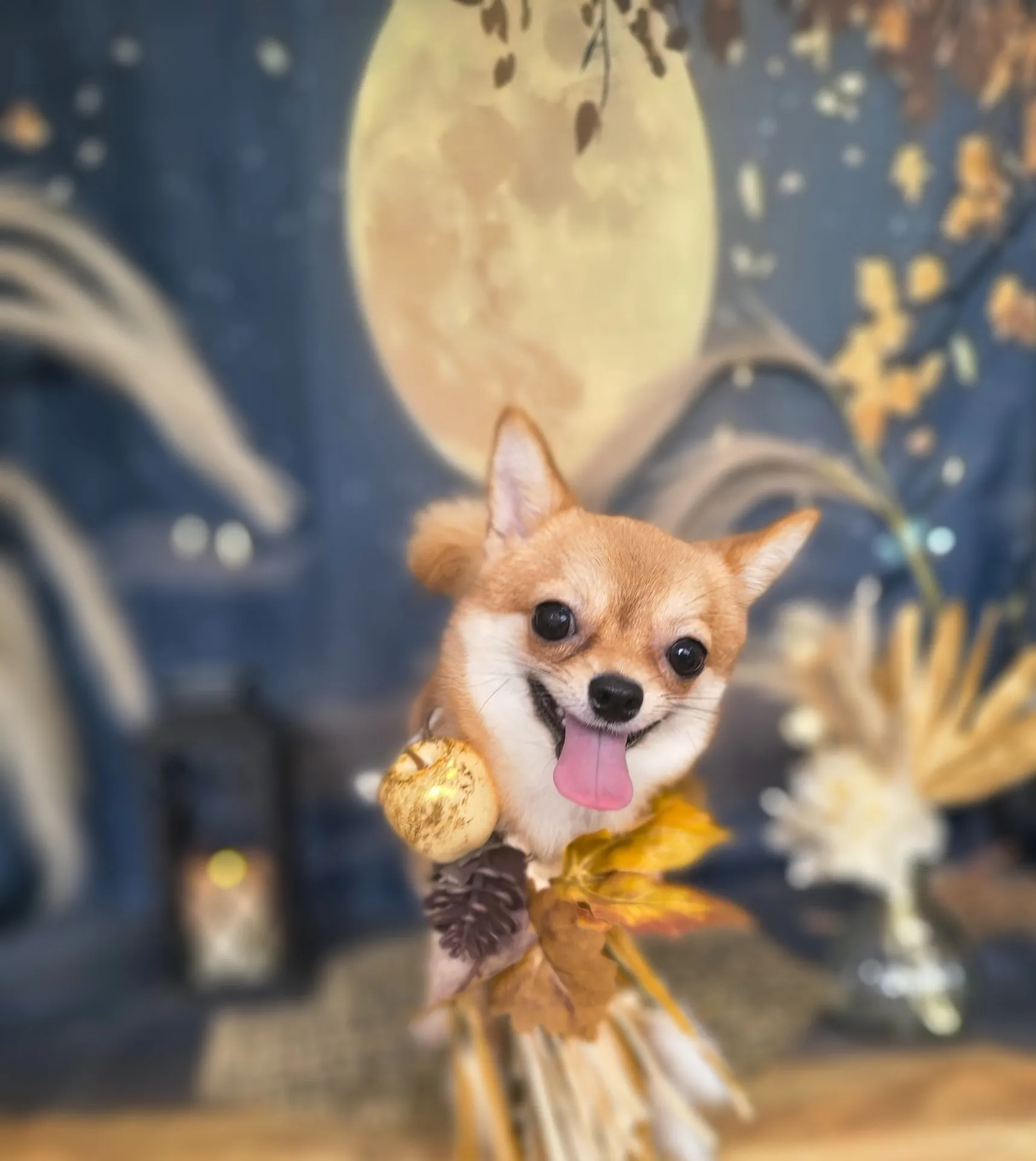 シュシュちゃん