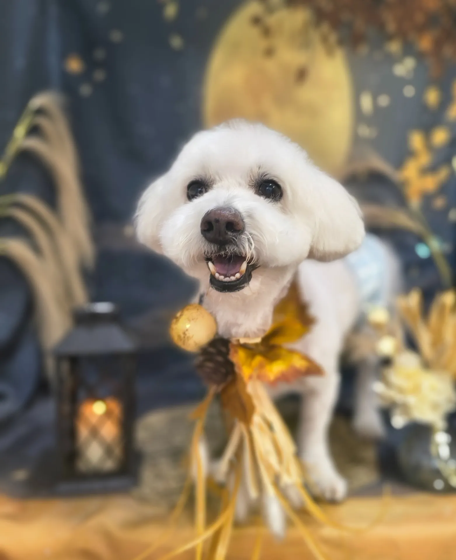 ディーンくん
