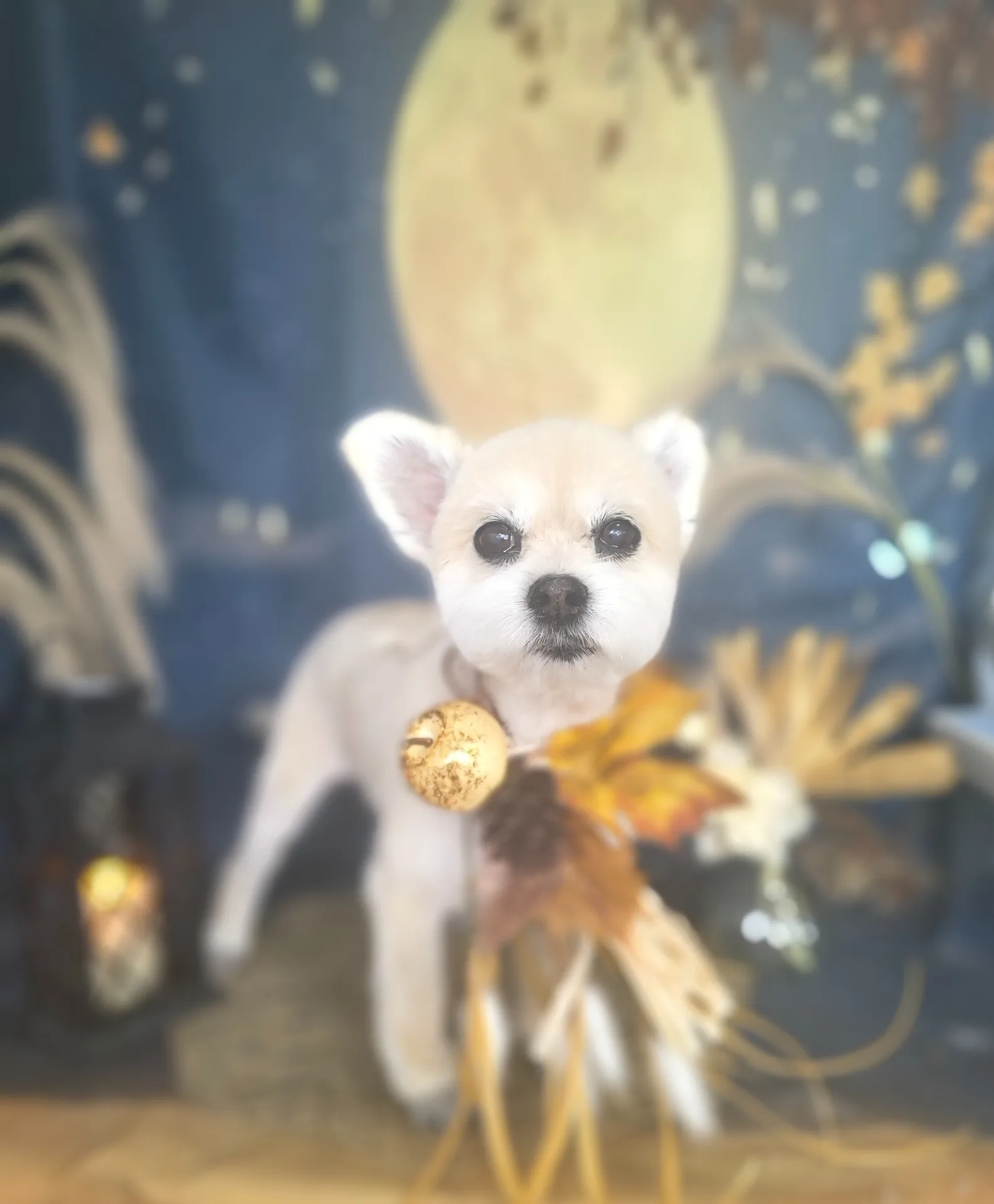 マルちゃん