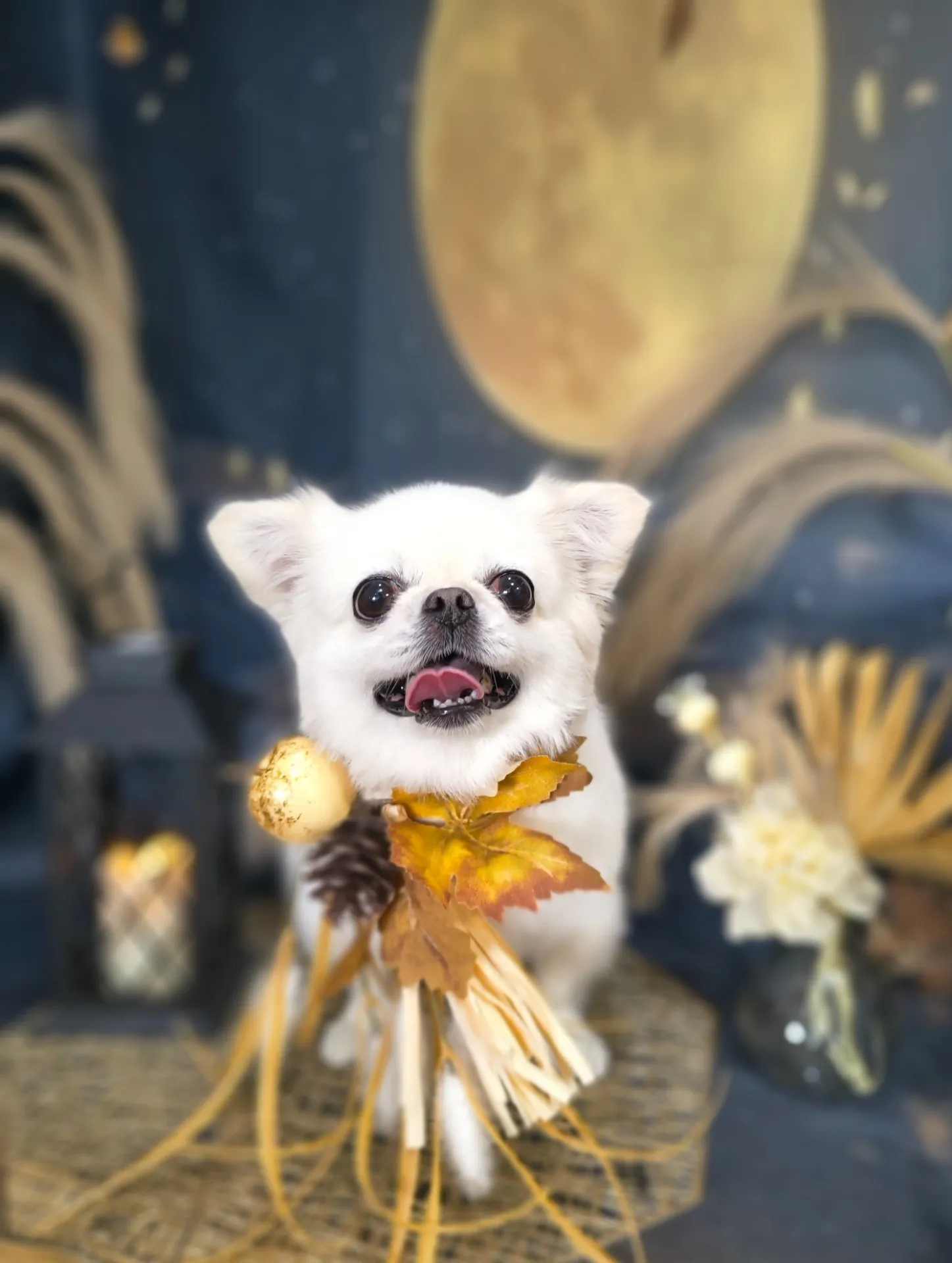 ミルクちゃん