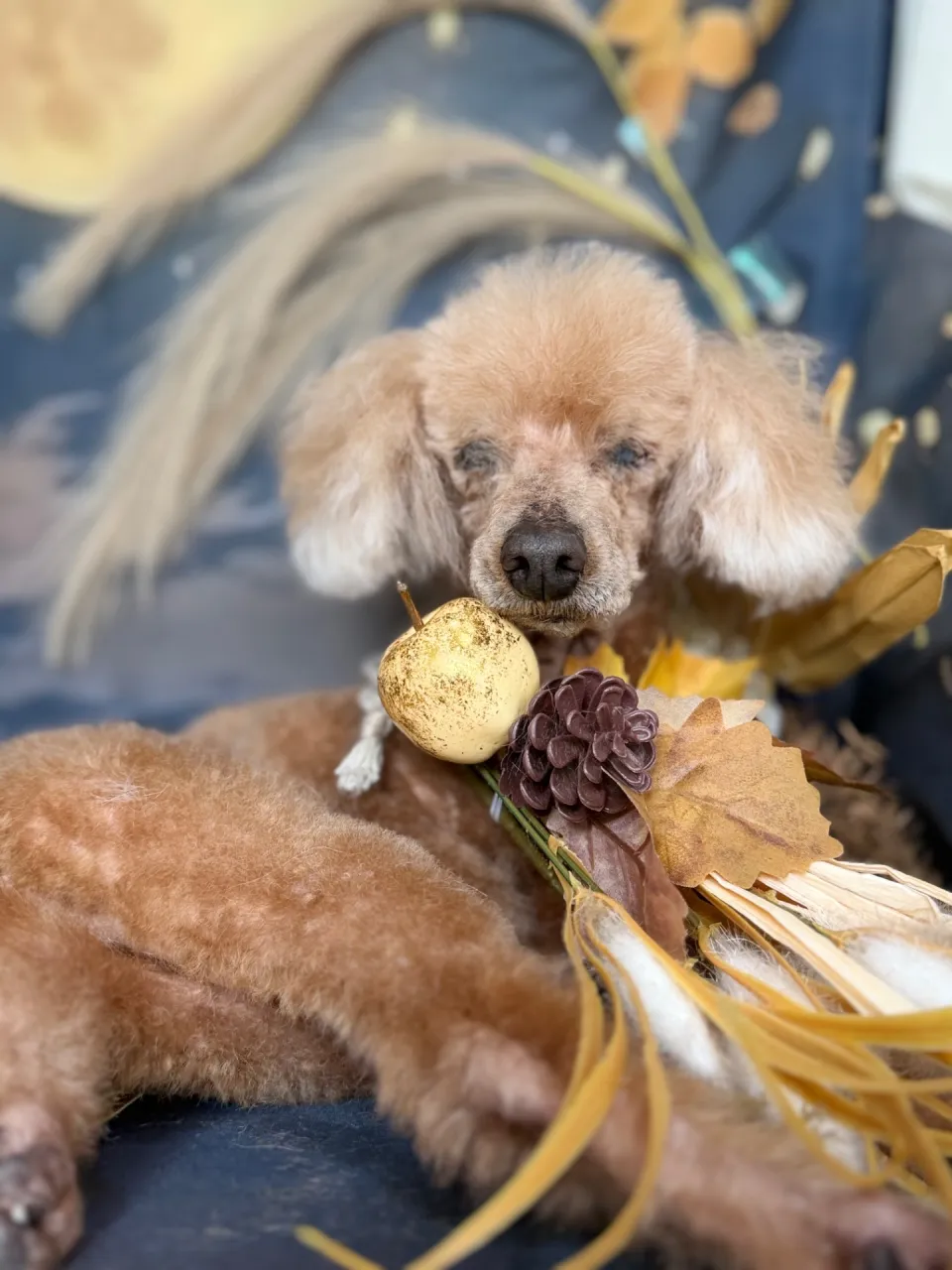 チョコちゃん