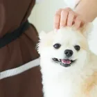 子犬